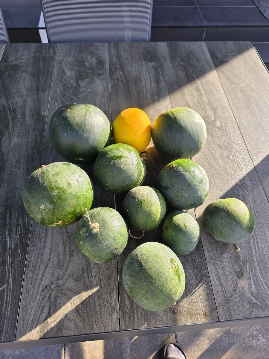 Leider muss ich alle Wassermelonen ernten,  paar sind noch nicht richtig reif, also hab ich die erstes mal fermentiert.…