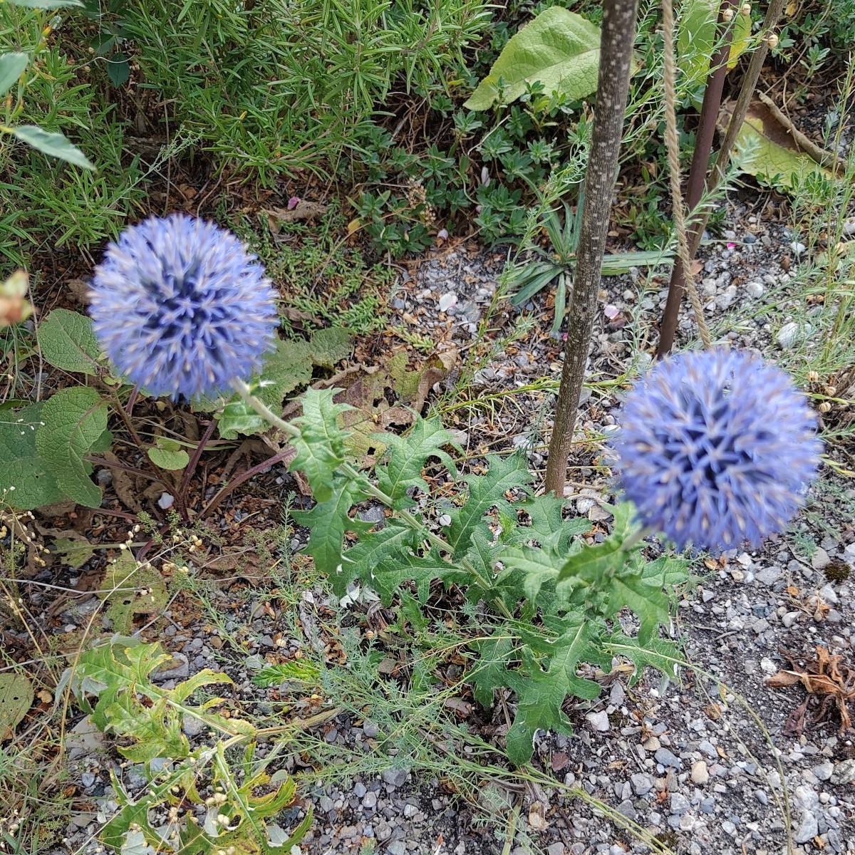 Und ein paar Blumenfotos 😀