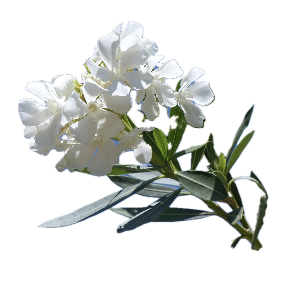 Oleander (Nerium oleander)