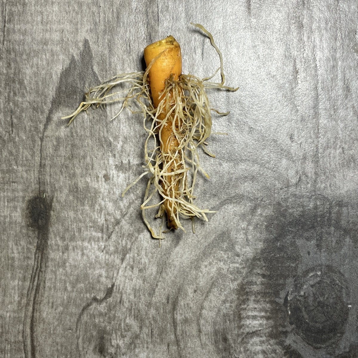 #herbsternte 

die letzten Bohnen, die letzten Tomaten, der letzte Wirsing, neue Radieschen, Möhren, Bete, Basilikum, B…