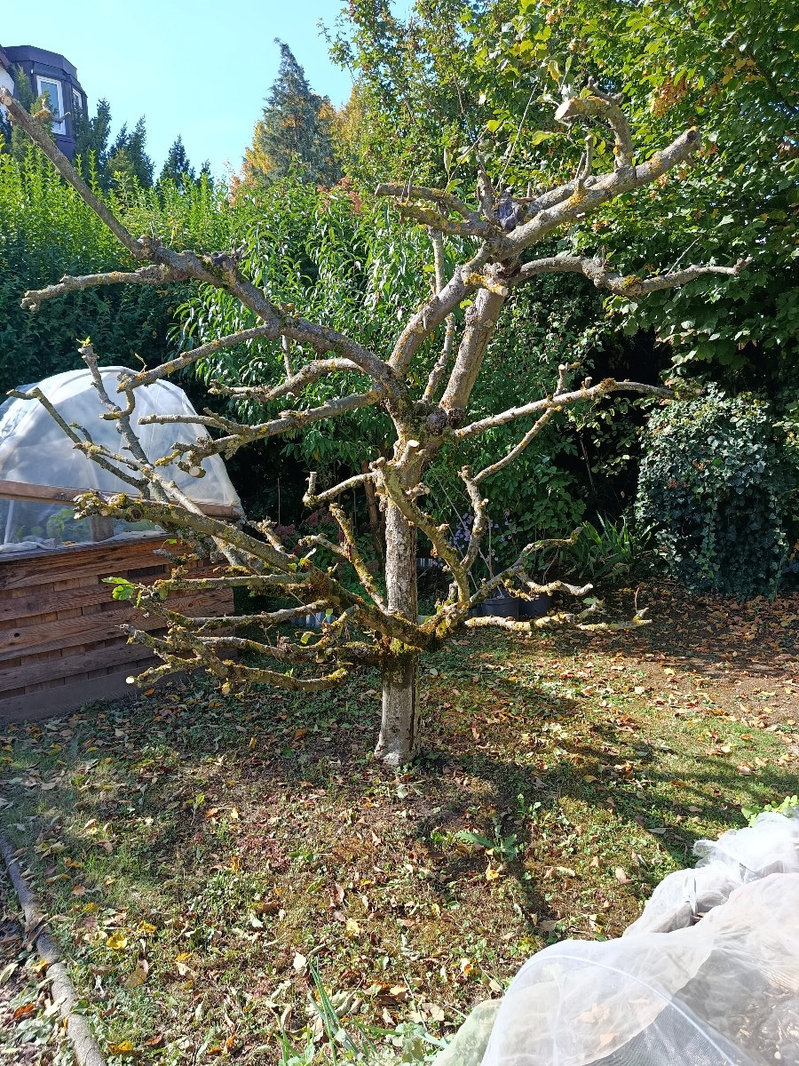 Das ist heute ein trauriger Tag. Mein Cox Orange wurde vorsichtig gefällt. Ich habe über Jahre alles probiert, aber es …