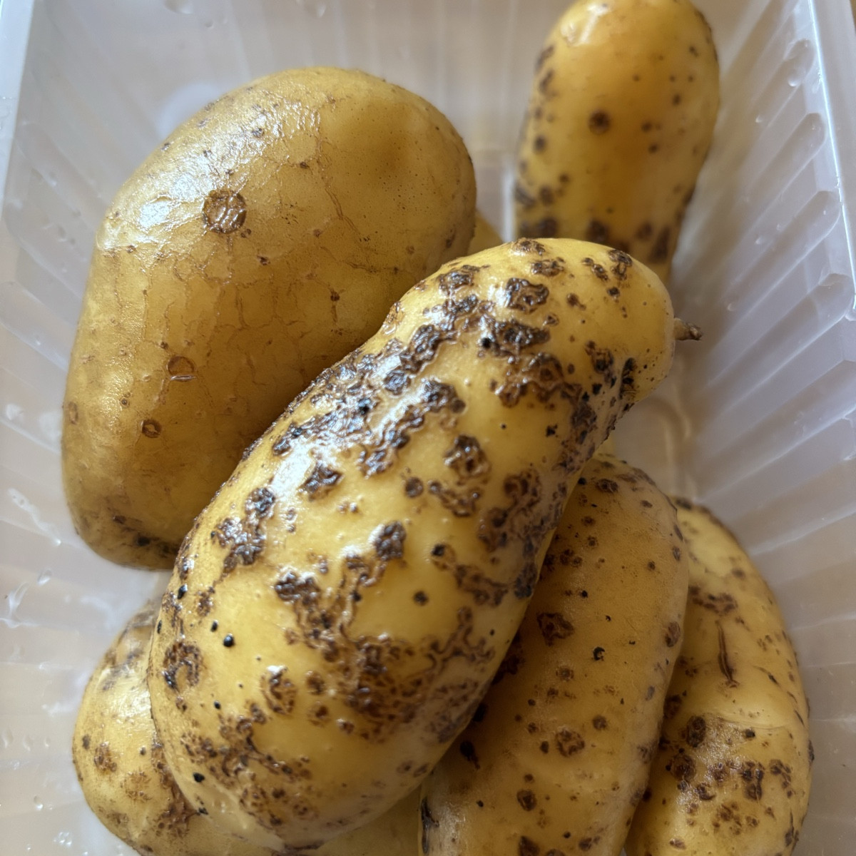 So sehen die Kartoffeln aus - zu meiner geposteten Frage