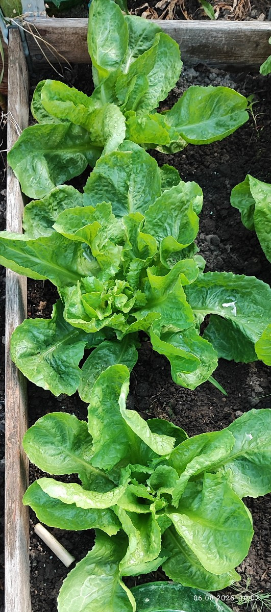 ...Endivien und Mangold voll im Saft!
...Samenproduktion Ochsenzunge und Forellenschluß: läuft!
...Die Wächterin im Chi…