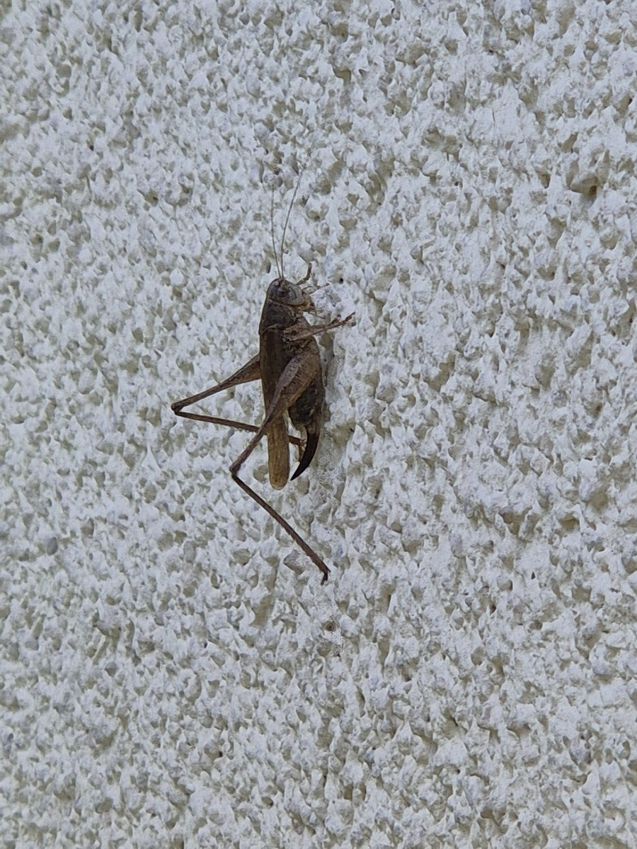 Eine Minifleischtomate und die Ernte von heute morgen. Ein paar Gartenbewohner getroffen habe ich auch noch.