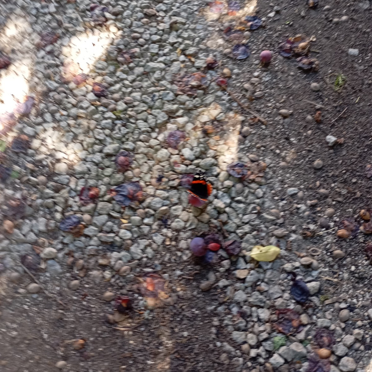 Heute diese große Heuschrecke gesehen unter der Kirchpflaume sitzen massenweise Pfauenaugen 