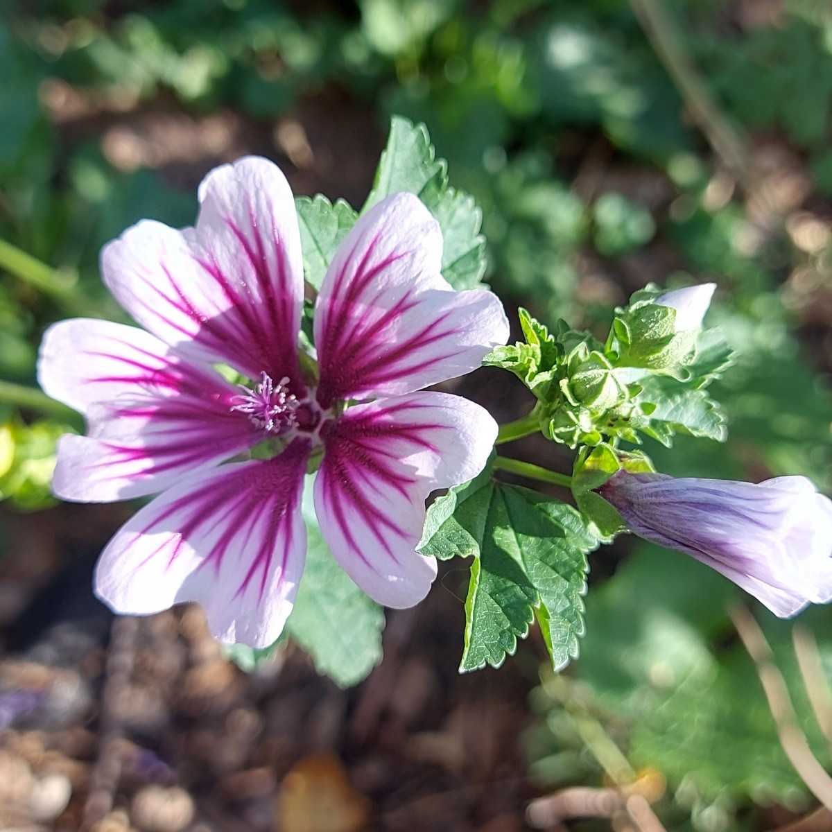 Hallo ihr lieben, 
Mal ein paar impressionen aus meinem Garten.  Alle Blumen und Pflanzen sind selber gezogen. Die Blum…