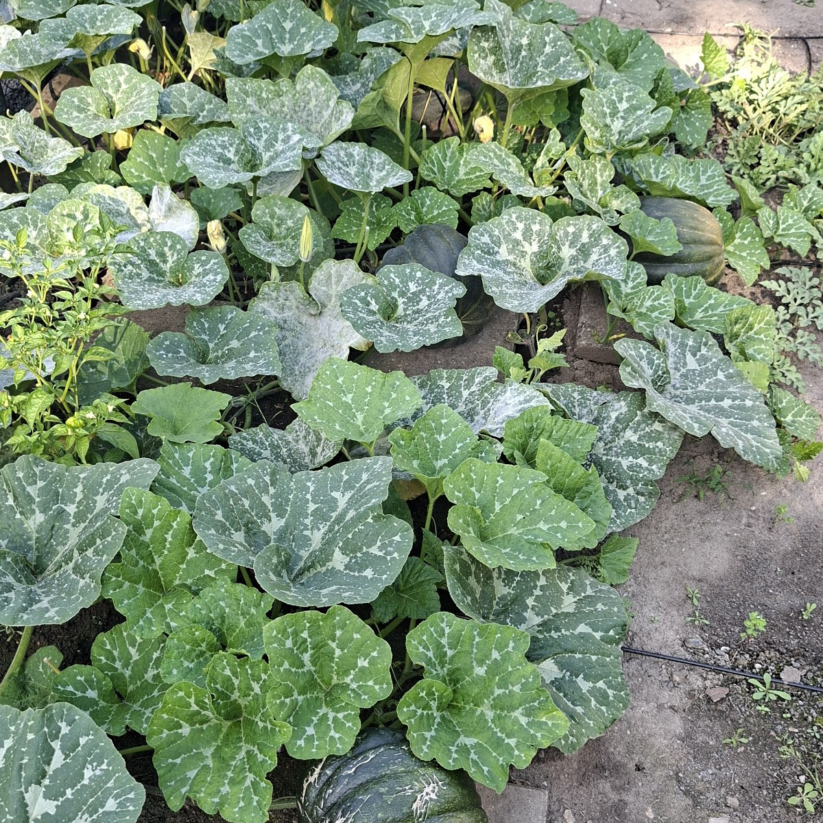 Unsere Kürbisse werden immer mehr. Derzeit 14 Butternut. 3 Muskatkürbisse und eine undefinierte Sorte. Auch die bekomme…