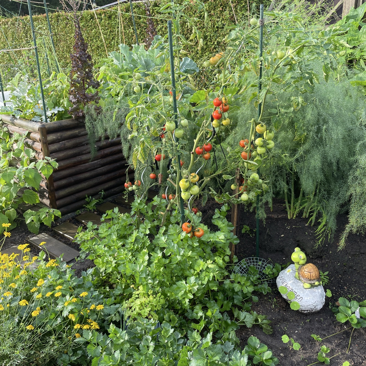 #tomatenliebe #siamesisch

Die 🍅 @quadro-21719  ist die verrückteste Tomate, die ich je hatte. Aus den Rispen wachsen …