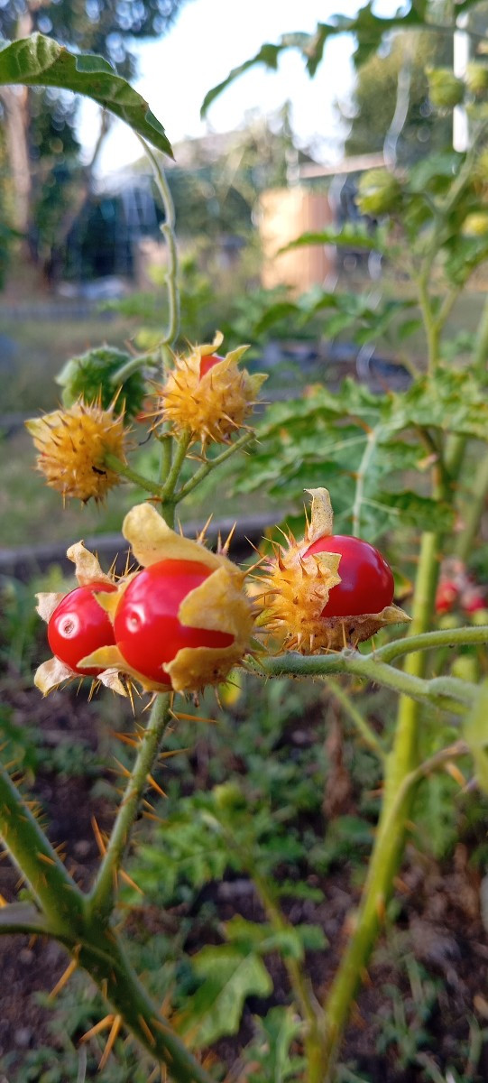 Heute mal alles rot aus dem Garten... 🍅🌶️
Die Litschitomaten schmecken mir richtig lecker, nur die Kerne stören etwas.…