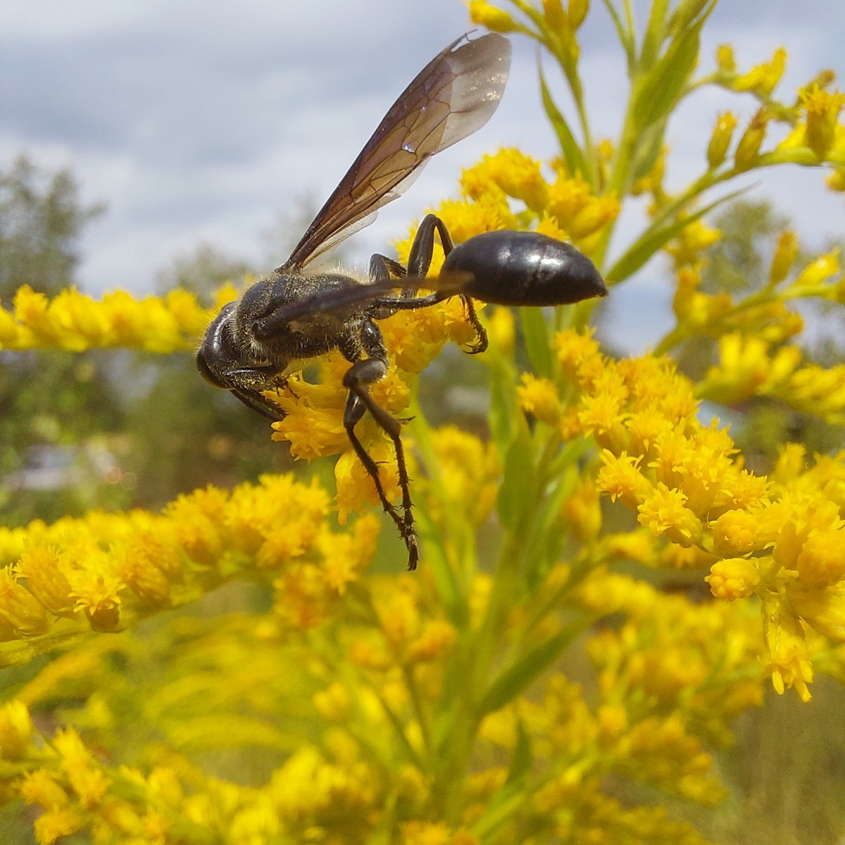 Und die heutige Insekten-Ernte an Minze und Goldrute.
Drei verschiedene Bläulinge.
Sehr dekorative Wanzen, Hüpfer und M…