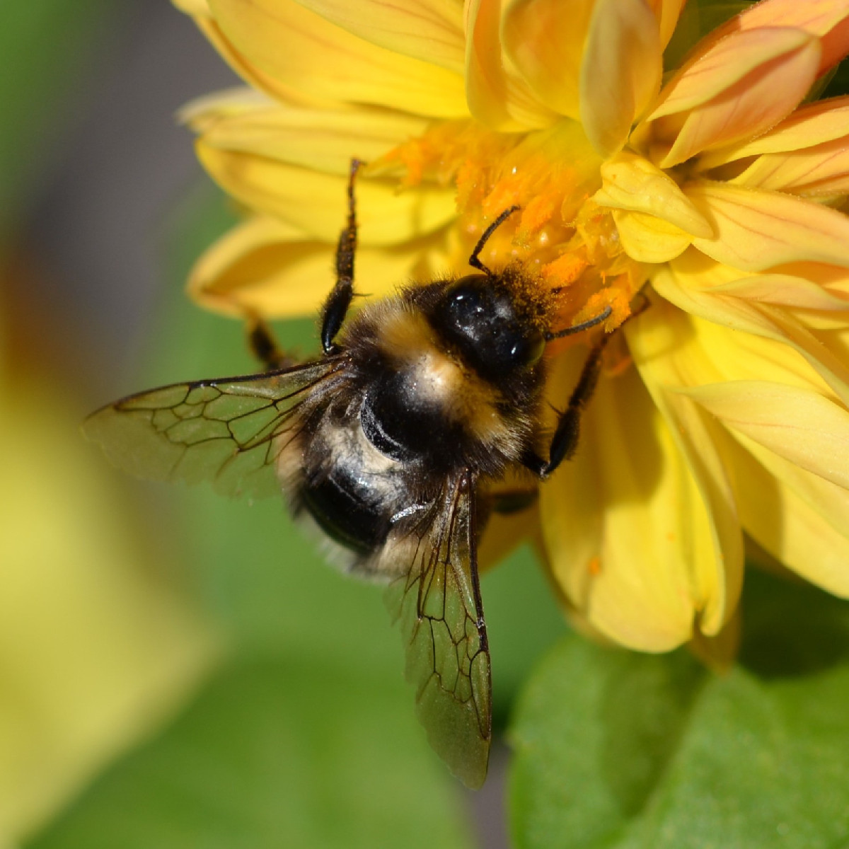 Ich werde schon ein bisschen wehmütig beim Fotografieren, weil sich die Insekten inzwischen doch ziemlich rar machen...…