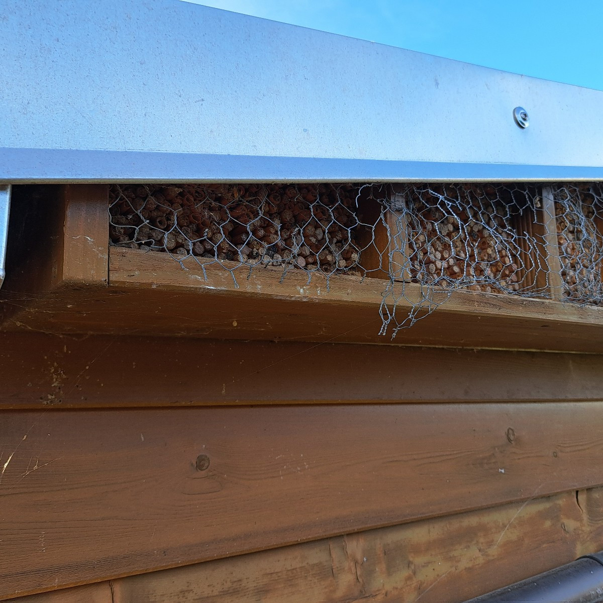 Da es nicht mehr soviel zu machen gibt im Garten. Habe ich heute das große Insektenhotel weiter befüllt Bambus und Schi…