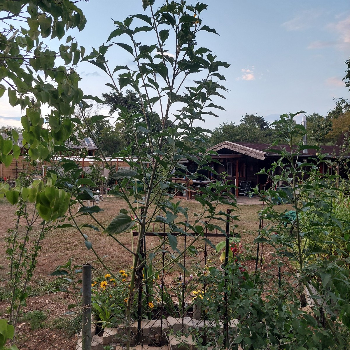 Bie augenblickliche Gartensteppe.
:-(
Aber mit Topinamburbusch. (4) letztes mal war der noch nicht da!?
Eigentlich sehe…
