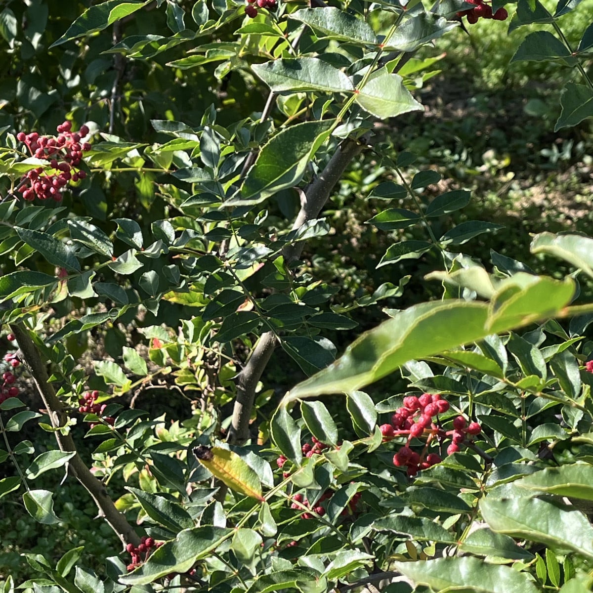 Wirklich ein aussergewöhnliches Sommer und Herbst! Anfang Oktober und die Tomaten sind noch immer am Wachsen der brasil…