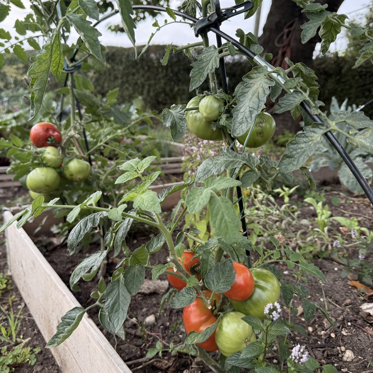 Garten Update ☺️ so langsam geht es ans abernten und überlegen wie es weiter geht. Ich denke darüber nach, die paletten…