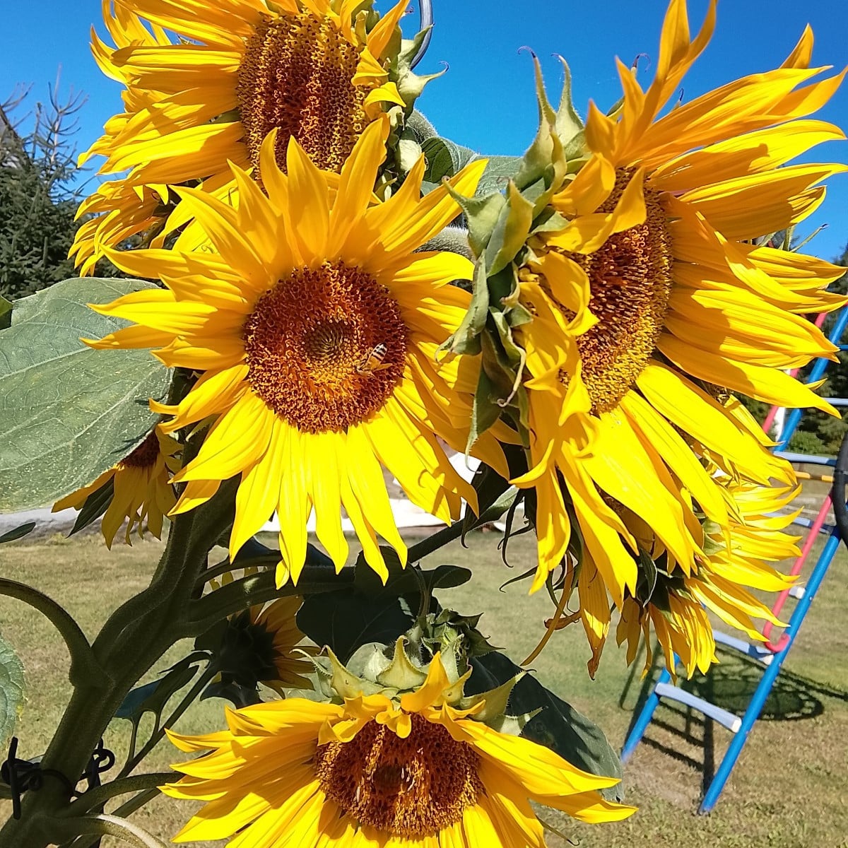 Ich würde gerne Saatgut nehmen von meiner schönen Sonnenblume. Wann kann ich ein Säckchen über die Blüte stülpen? In de…