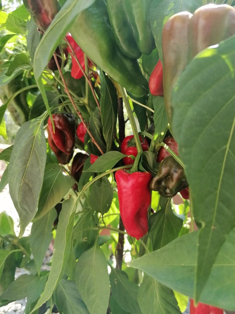 Die Gewürzpaprika reifen.
Heute ist es so warm und windig, deshalb versuche ich mal sie draußen vorzutrocknen.

