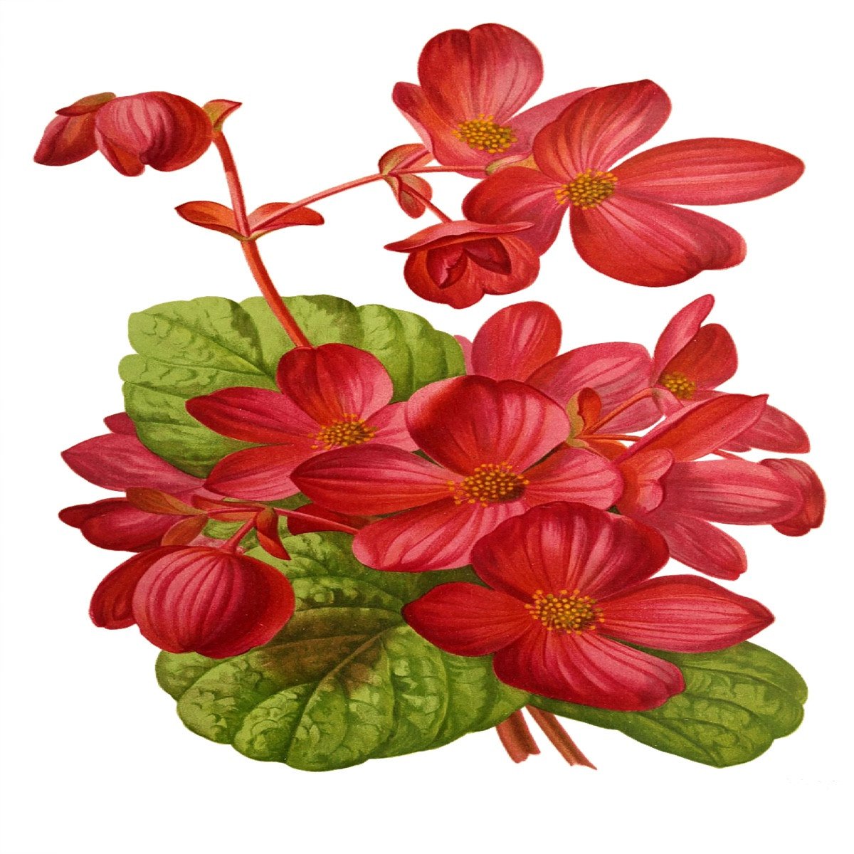 Begonia