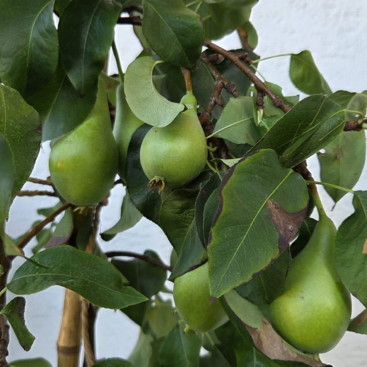 Hallo ihr Lieben! Anbei News vom Balkon.  Hauszwetschge , Pfirsich 🍑 " Bonanza" und Birne 🍐  " Conference" . Wird! 