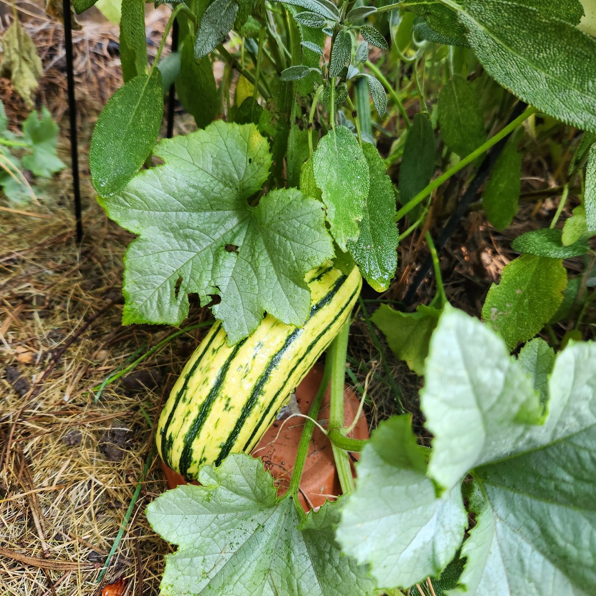 It's not delicata. Delicata looks like this
