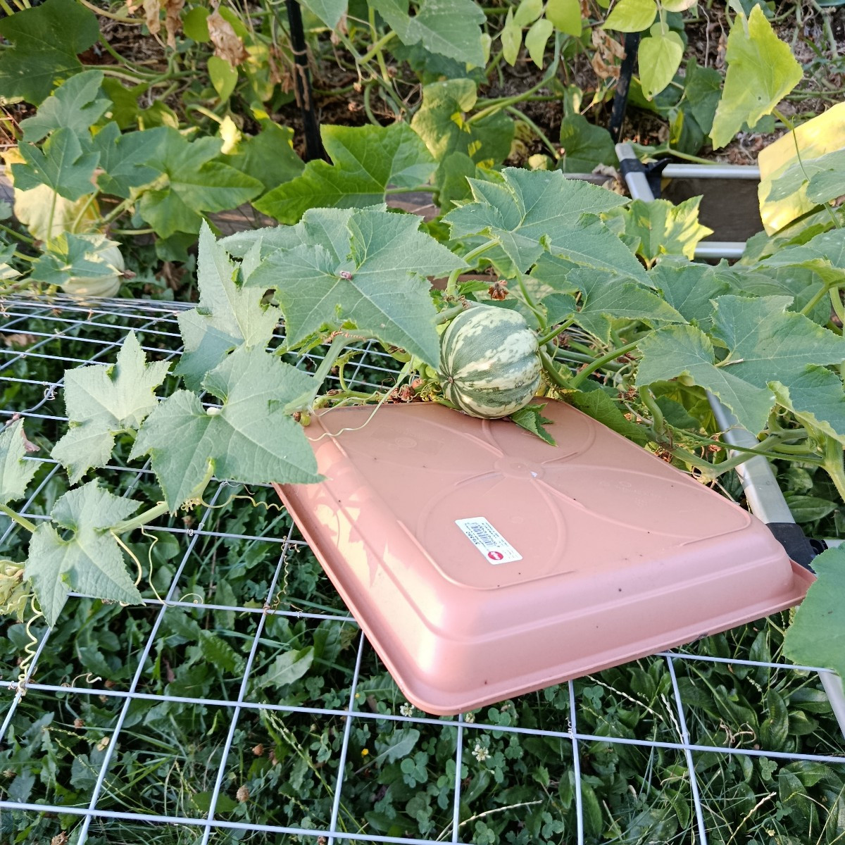 Die Tomate Goldita produziert und trotzt der Hitze. Ananastomate habe ich dieses Jahr nur zwei.😥
Kürbis ist auch nicht…