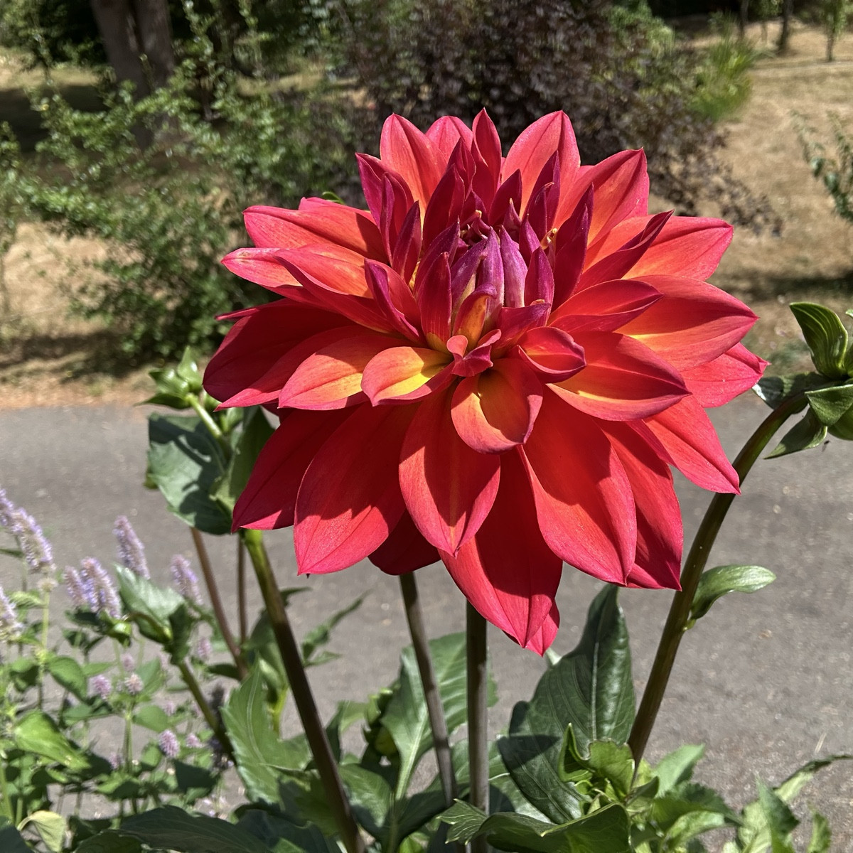 Ein paar Blüten für euch 💚