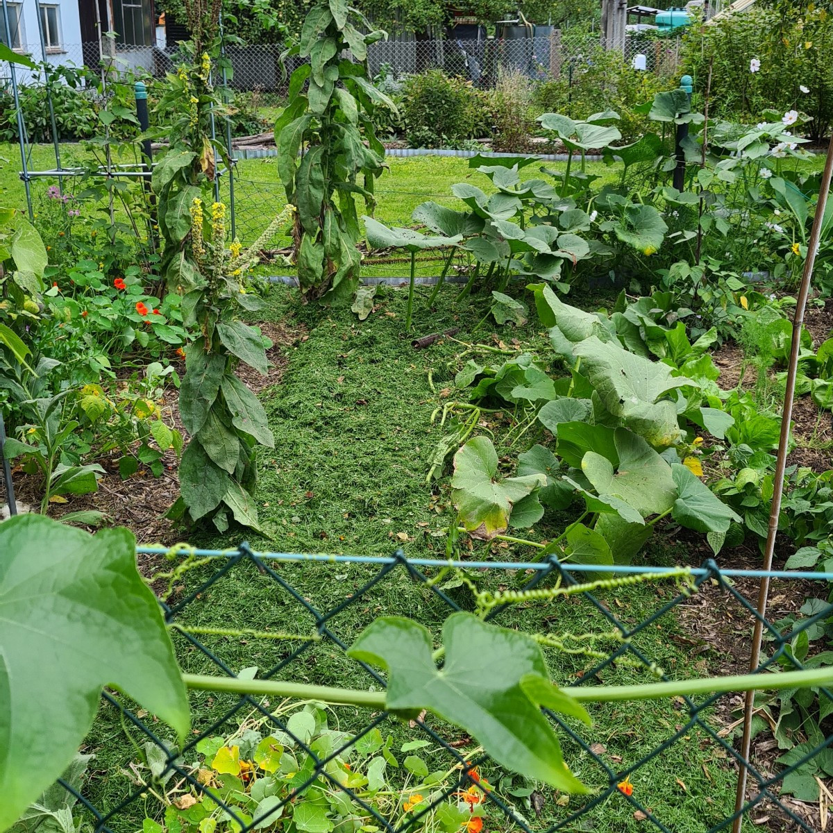 Zeit für Kompost! Das Milpabeet ist geräumt, nur der Kürbis hält noch die Stellung. Bohnen und Mais sind abgeschnitten,…