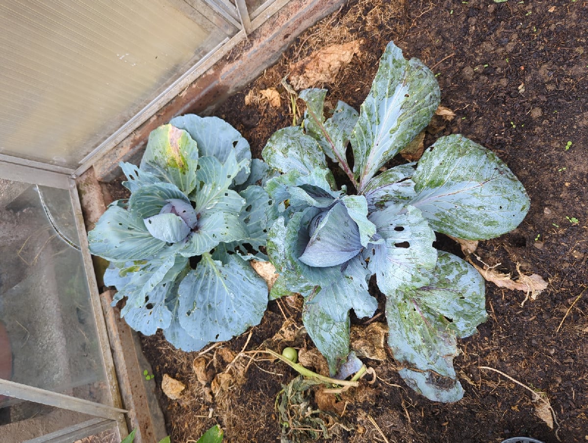 Ich hatte meinen Rotkohl (Sorte Amarant) doch nicht kampflos den Raupen des Kohlweißlings und den Erdflöhen überlassen.…