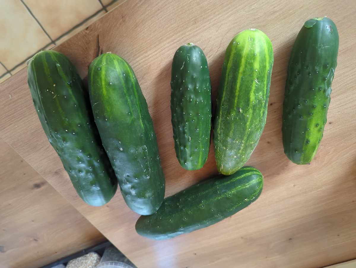 Ich hatte meinen Rotkohl (Sorte Amarant) doch nicht kampflos den Raupen des Kohlweißlings und den Erdflöhen überlassen.…