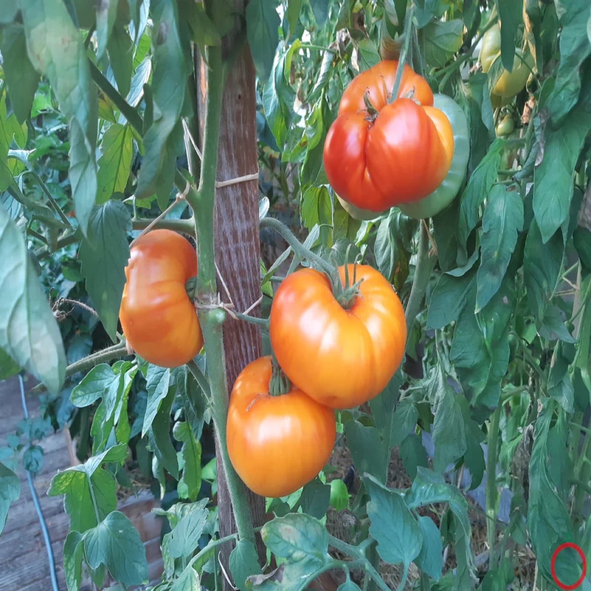 Anawine: Growing, Harvesting & Companion Plants