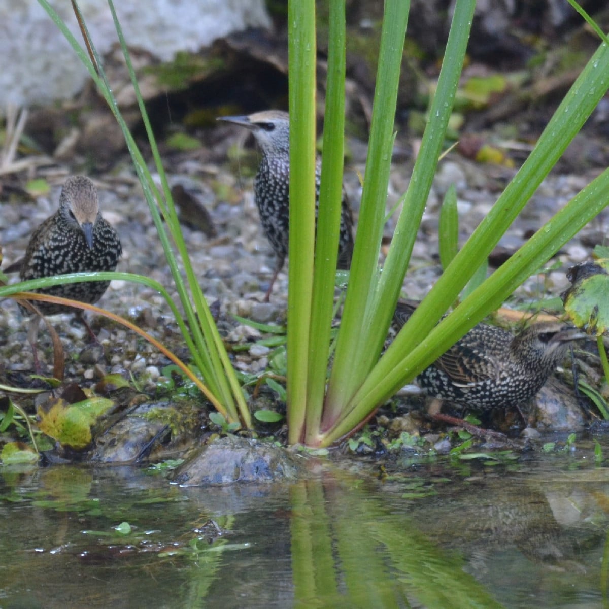 Wie gut, dass wir so eine große Vogelbadewanne haben 😁!
Zur Zeit sammeln sich die Starengeschwader. Und die, die bei u…