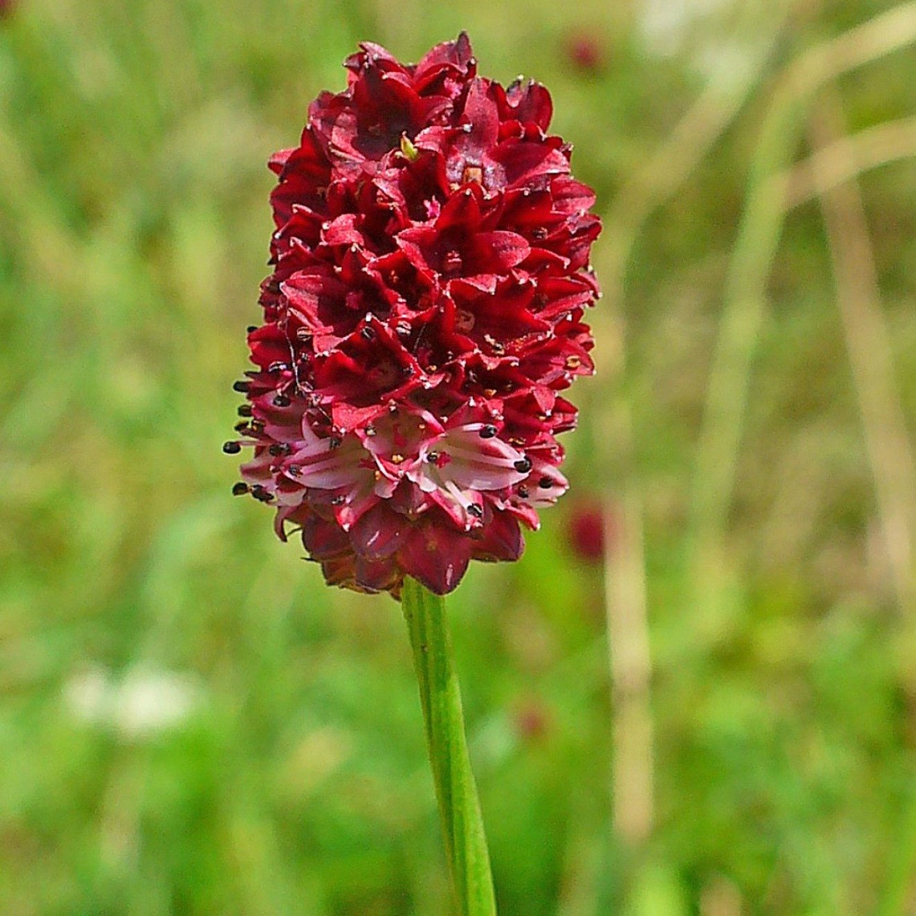 Wiesenknopf