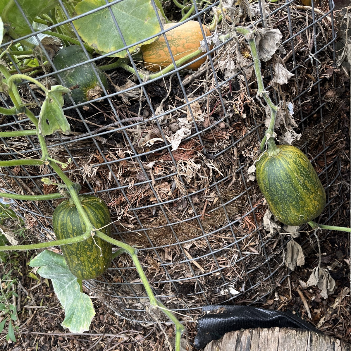 Liebe Gartenfans

Ich melde mich auch Mal wieder aus der Versenkung😅
Habe es endlich geschafft die Chilis rein zu hole…