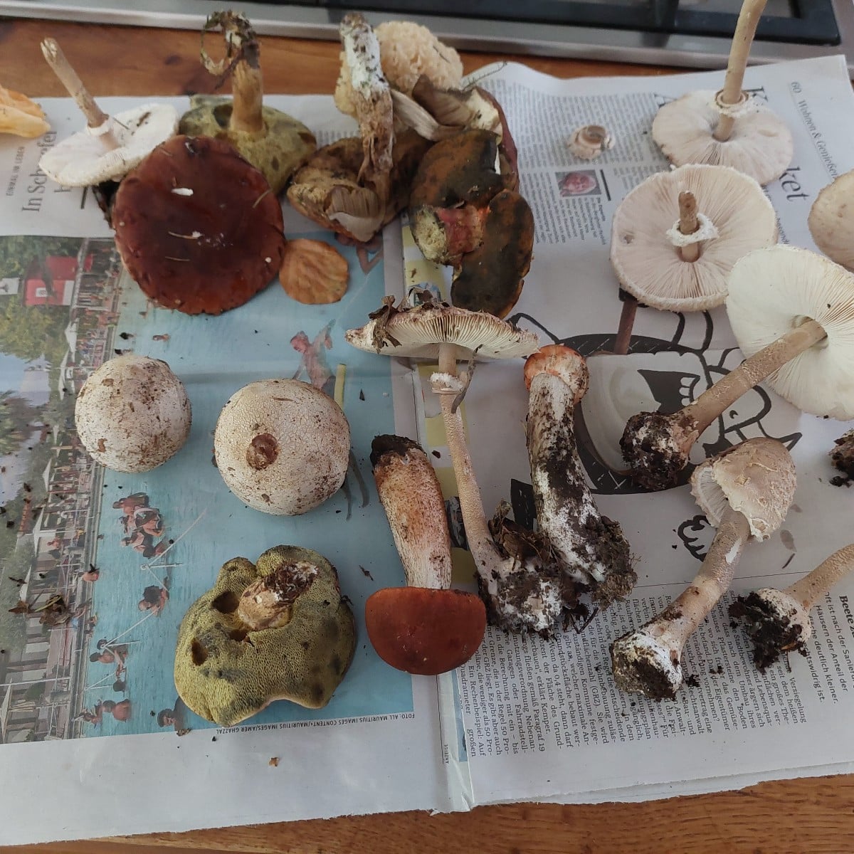 Today I finally went mushroom hunting with a friend.
:-)
I'm happy—I found enough for a meal.
:-D And I'm thrilled beca…