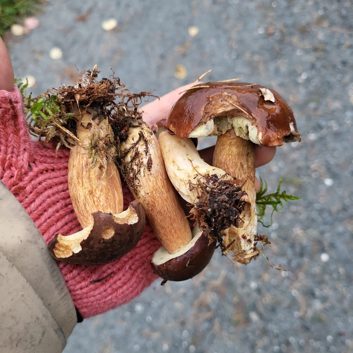 Abendessen!
Vorgestern bei 23 Grad in der Sonne gesessen, heute bei 8 Grad zufällig einige Pilze gefunden!