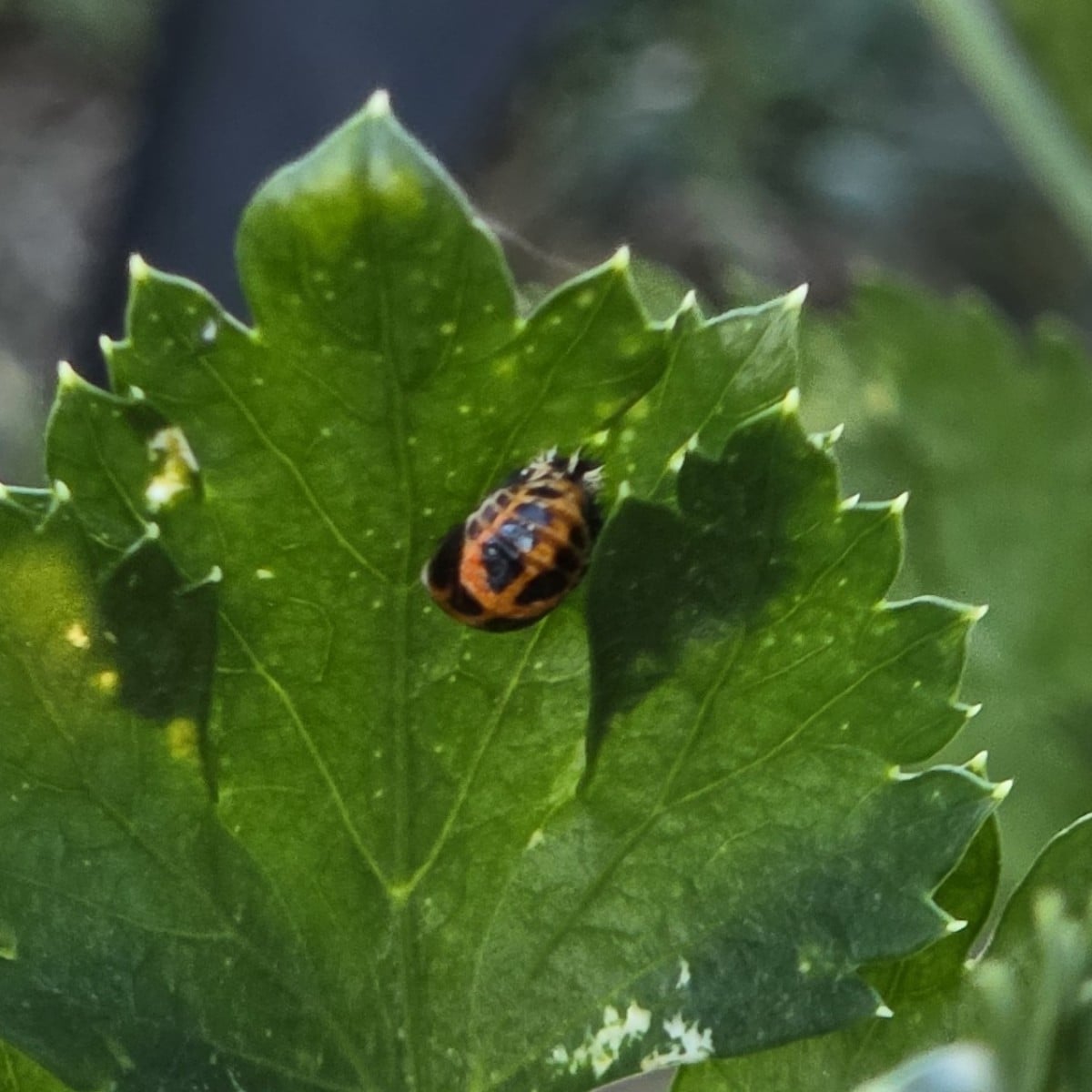 Vor ein paar Tagen zurück im Gemüsebeet.  Heute nach ein paar Tagen einweichen, 3 Tomatensamen Sorten auf Küchenpapier …