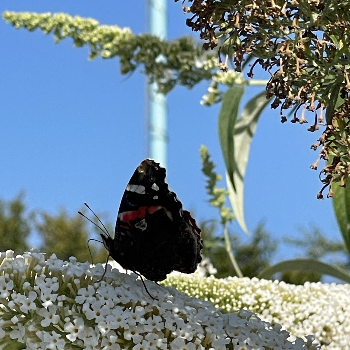 Habe gestern sehr viel Admiräle (alle bis auf einen Waren kamerascheu), Hummeln und Bienen an unserem Schmetterlingsfli…