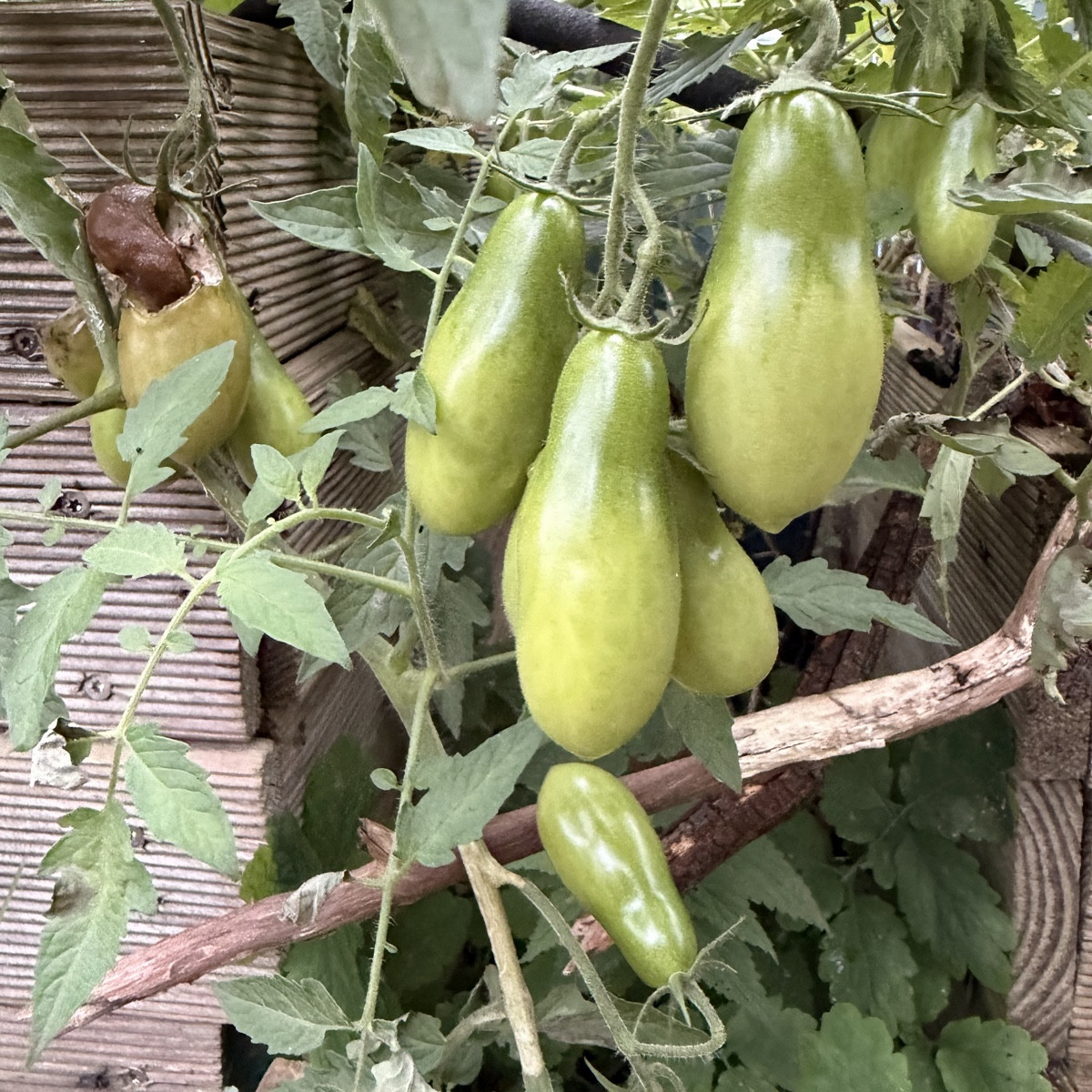 Die traurigen Tomaten, eine 80cm Zucchini für Saatgut, 🙏 
Kürbis, Apfel und Erdbeere 