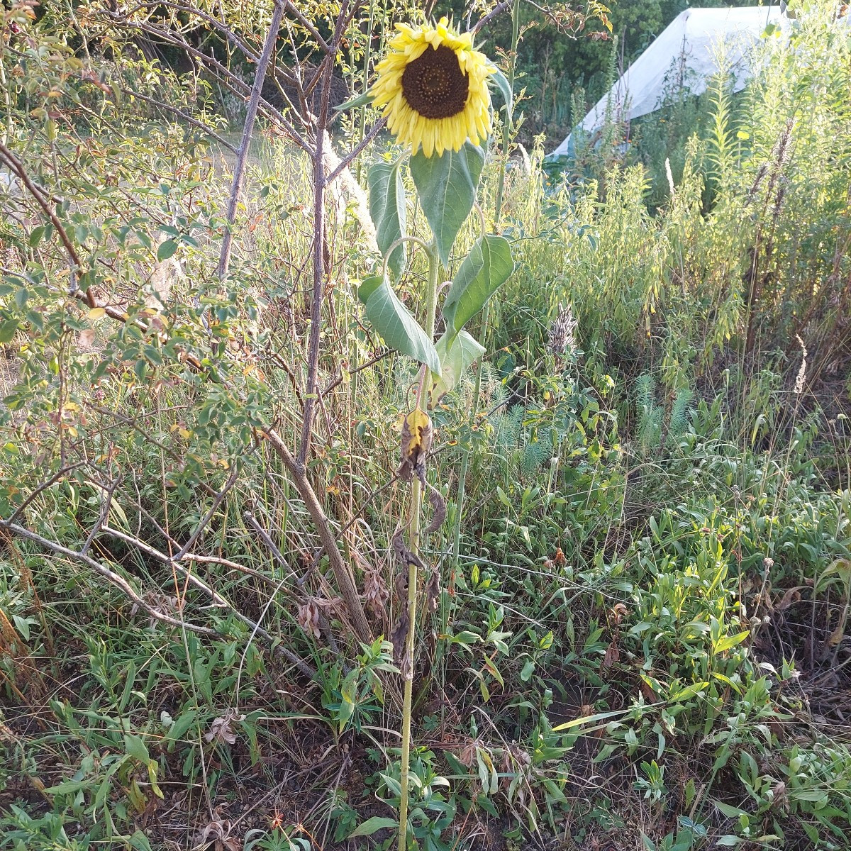 Bie augenblickliche Gartensteppe.
:-(
Aber mit Topinamburbusch. (4) letztes mal war der noch nicht da!?
Eigentlich sehe…