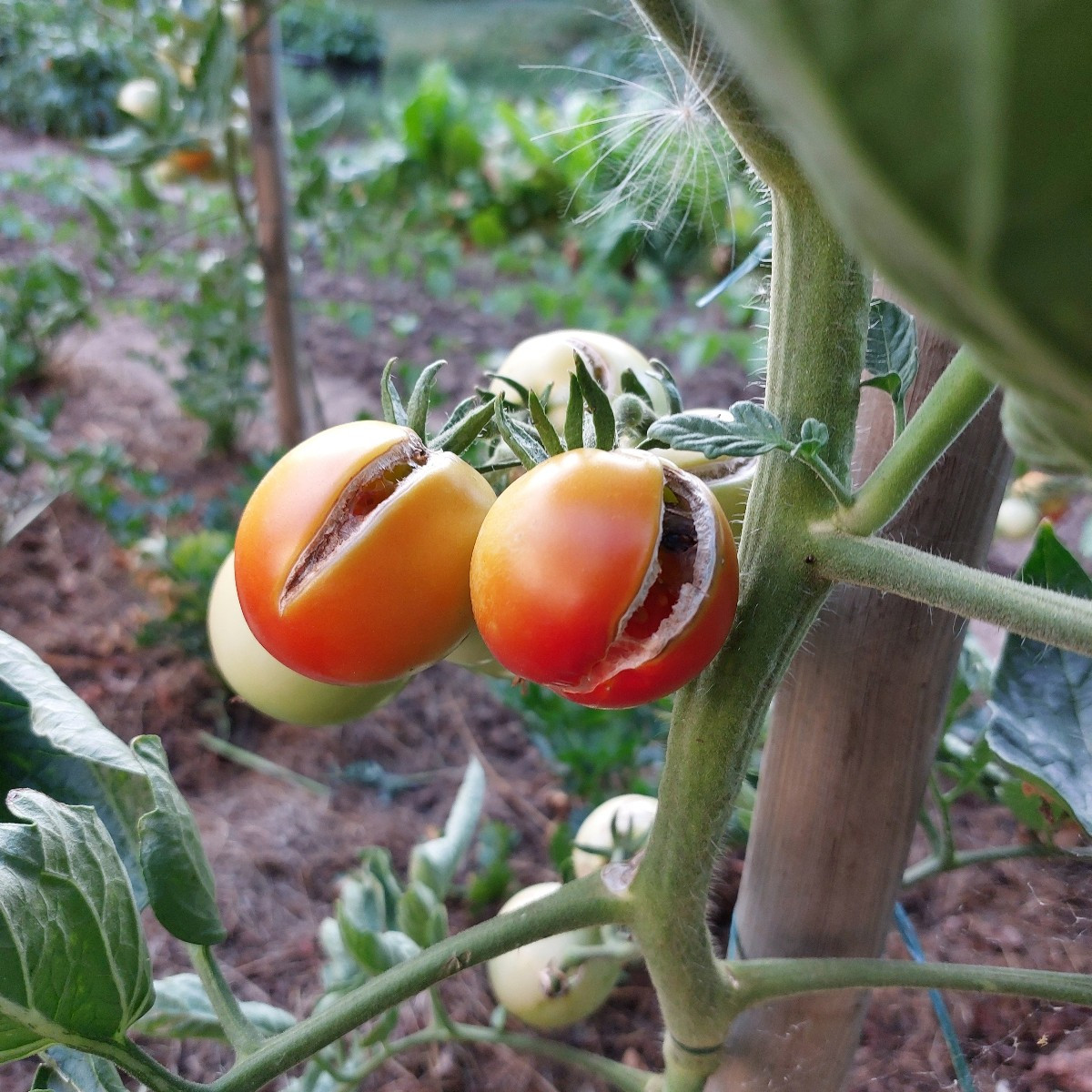 Vielleicht kann mir euer Schwarmwissen bei meinem Problem wieder helfen. 
Alle meine Tomaten kommen scheinbar mir der H…