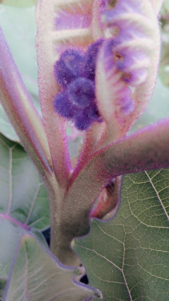 Bilder meiner Lulo/Naranjilla. Eine exotische, südamerikanische Nachtschattenart (Solanum quitoense) mit als Obst genut…