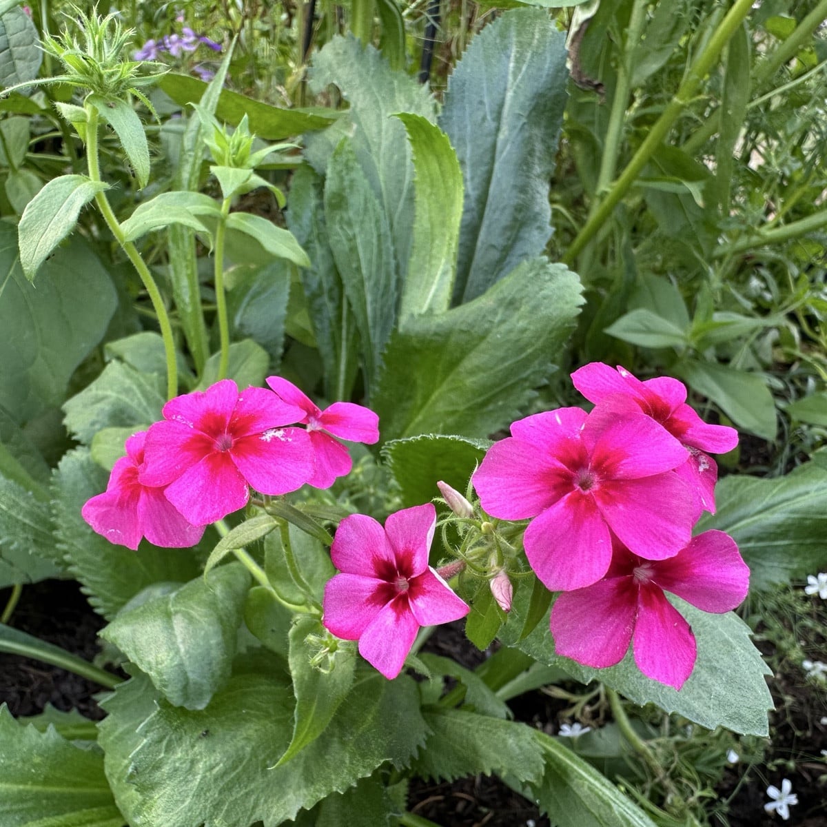 Phlox