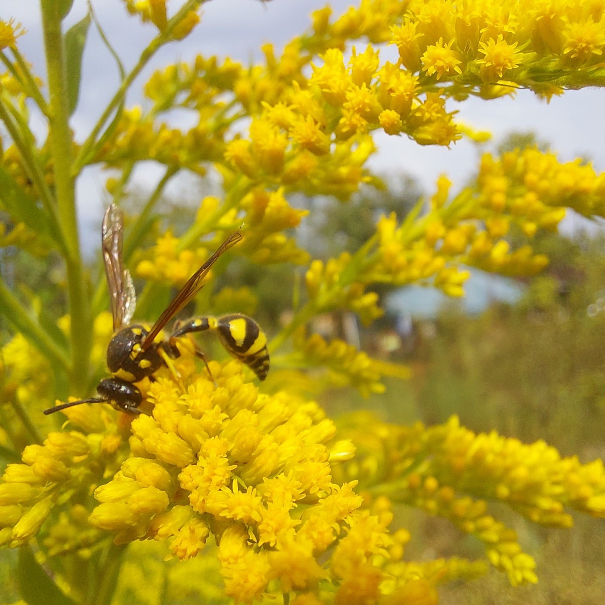 Und die heutige Insekten-Ernte an Minze und Goldrute.
Drei verschiedene Bläulinge.
Sehr dekorative Wanzen, Hüpfer und M…