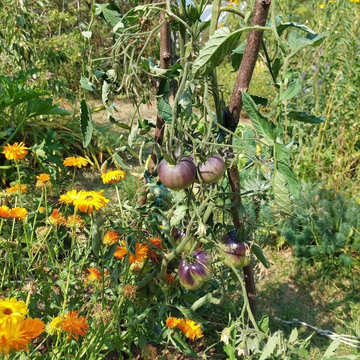 Ernte.
Und die erste farbige Paprika.
Ananas. Irgendwo ist auch Sgt. Peppers.
Wahrscheinlich Ratten klauen mir die reif…