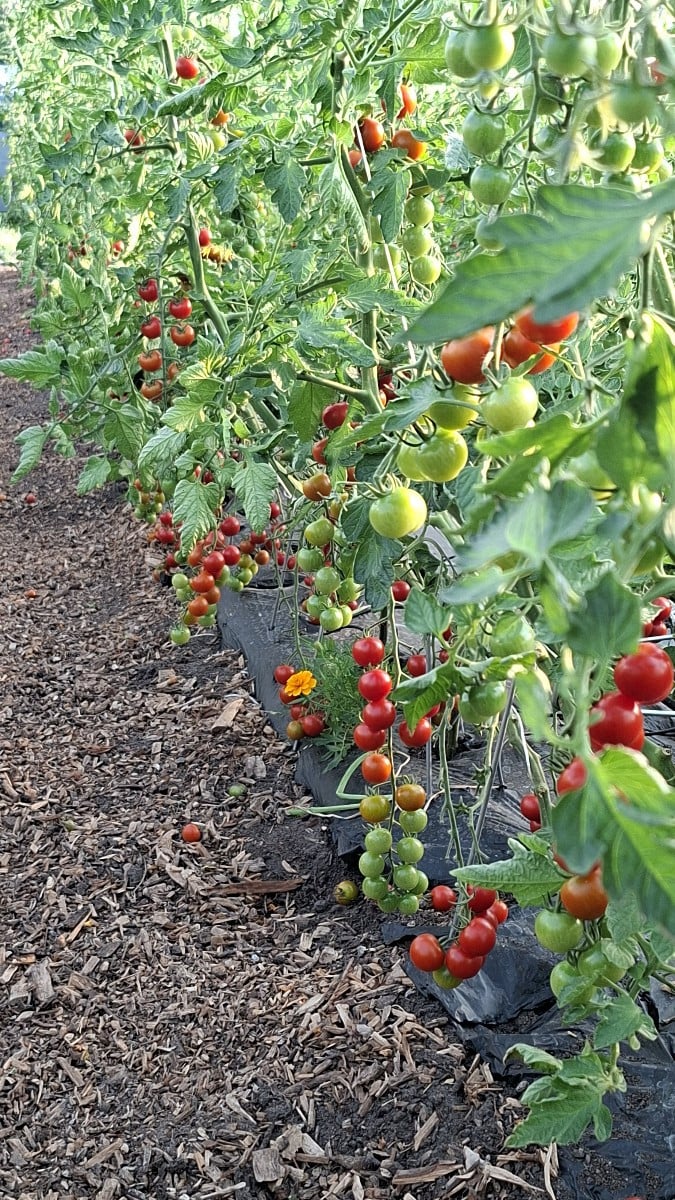 Hier ein blick live in die tomatenernte. Inzwischen wird alle 3 tage geerntet