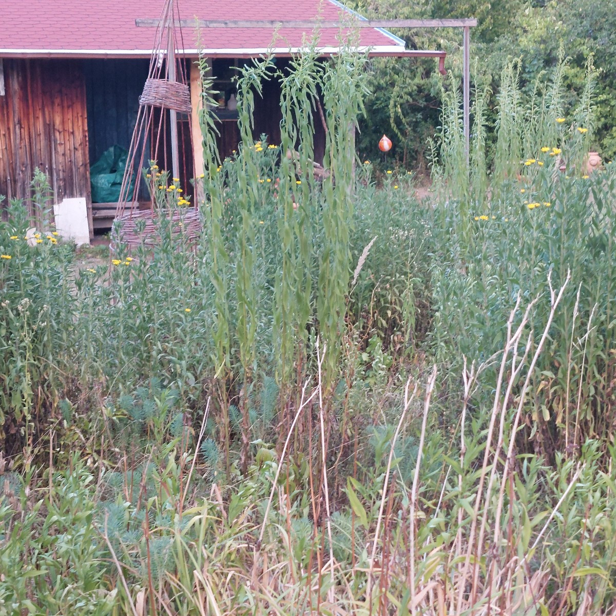 Bie augenblickliche Gartensteppe.
:-(
Aber mit Topinamburbusch. (4) letztes mal war der noch nicht da!?
Eigentlich sehe…
