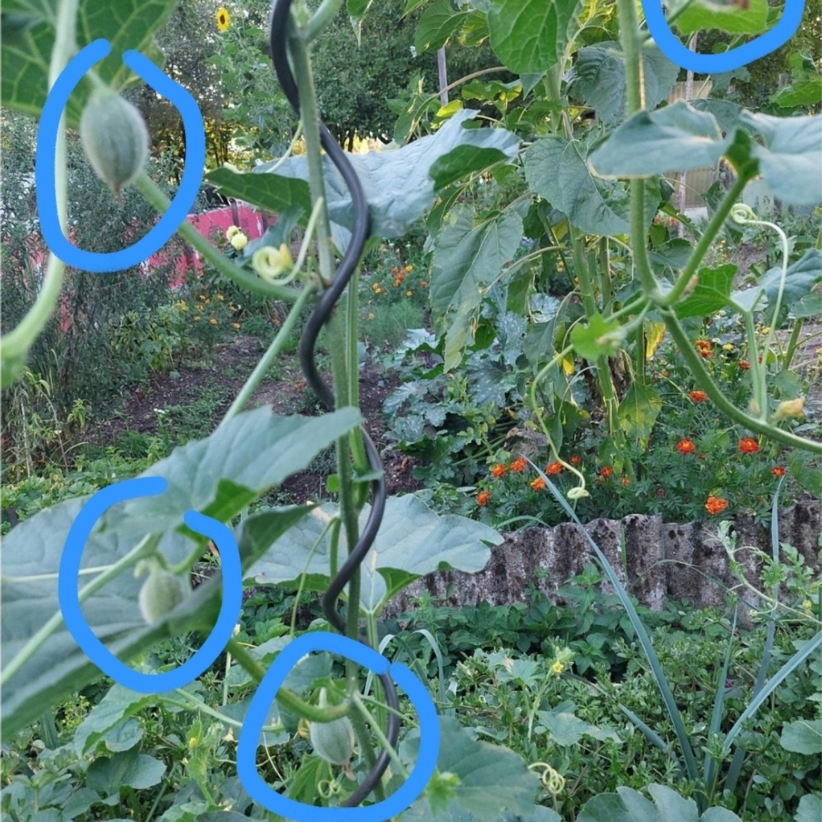 Kleines Melonen-Update:
Nachdem neulich die Melonenpflanzen bis auf ein paar Stängel vom Hagel abrasiert wurden, schaut…