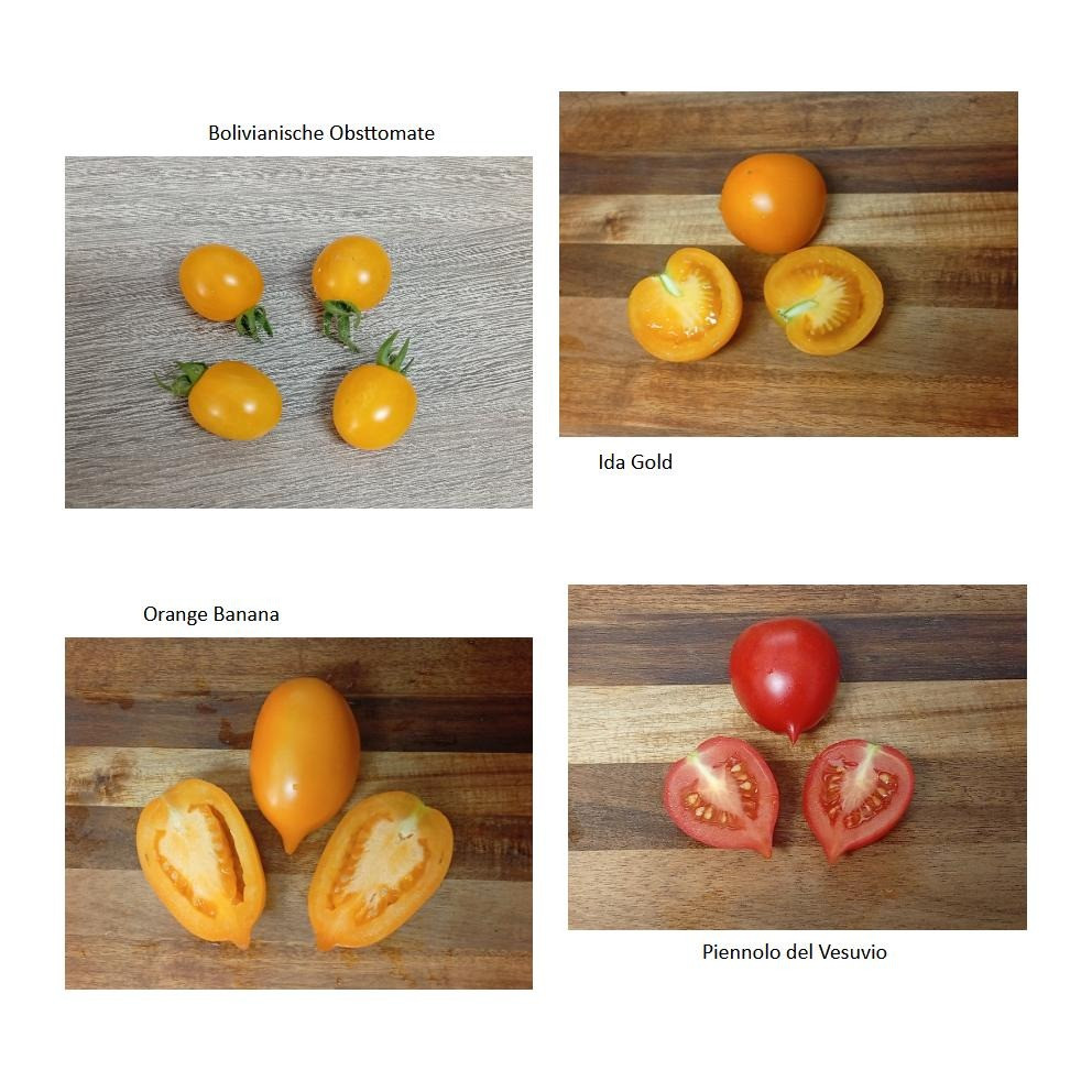 Gestern Abend wurden die ersten reifen Tomaten einiger unserer diesjährigen Sorten verköstigt. Dazu gab es eine Käsepla…