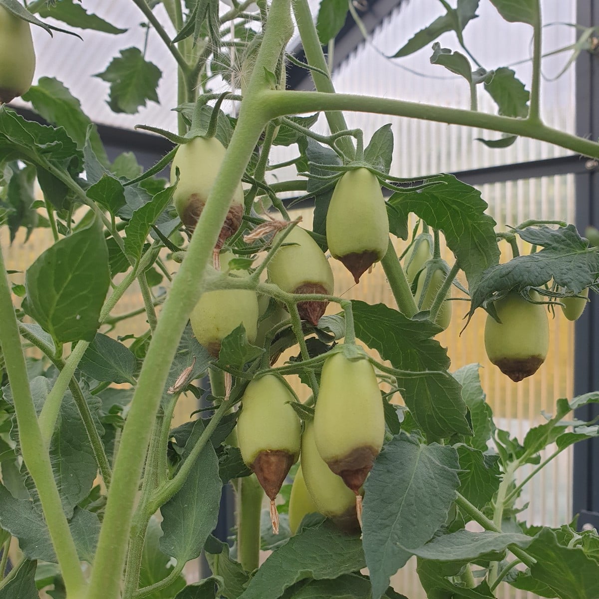 Einige Tomaten aus der aktuellen Saison. Die erste ist eine Azozychka geschmacklich gefällt sie mir sehr gut. Das zweit…