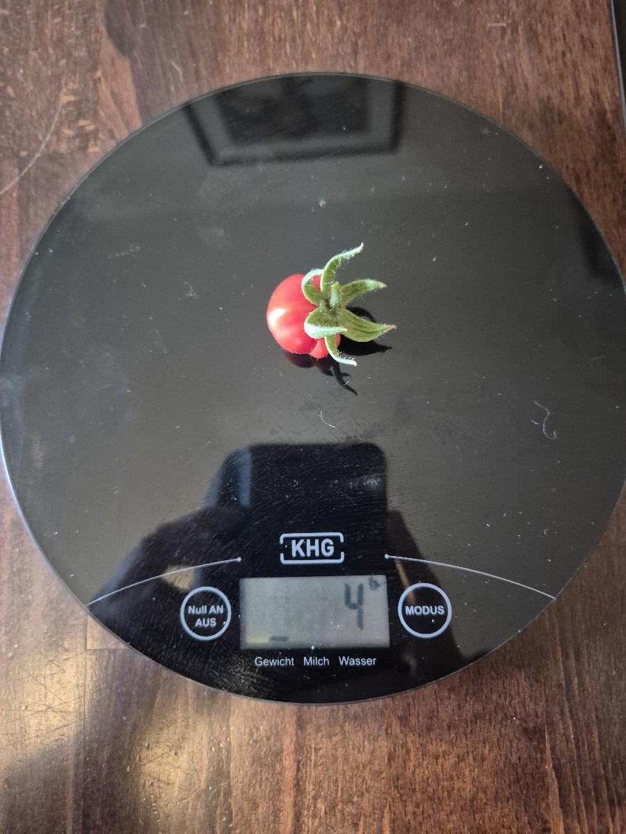 Eine Minifleischtomate und die Ernte von heute morgen. Ein paar Gartenbewohner getroffen habe ich auch noch.